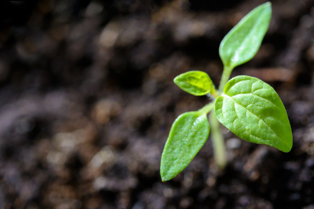 Garden consultation & written summary
