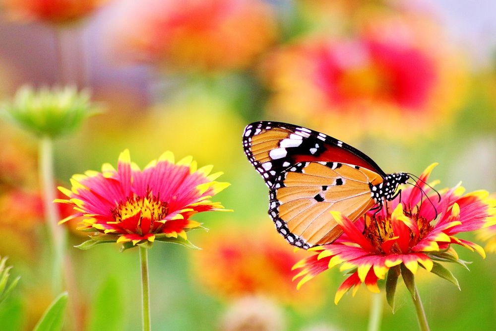 IRIS · HEBE · VERBENA — health-checks, reports & mentoring