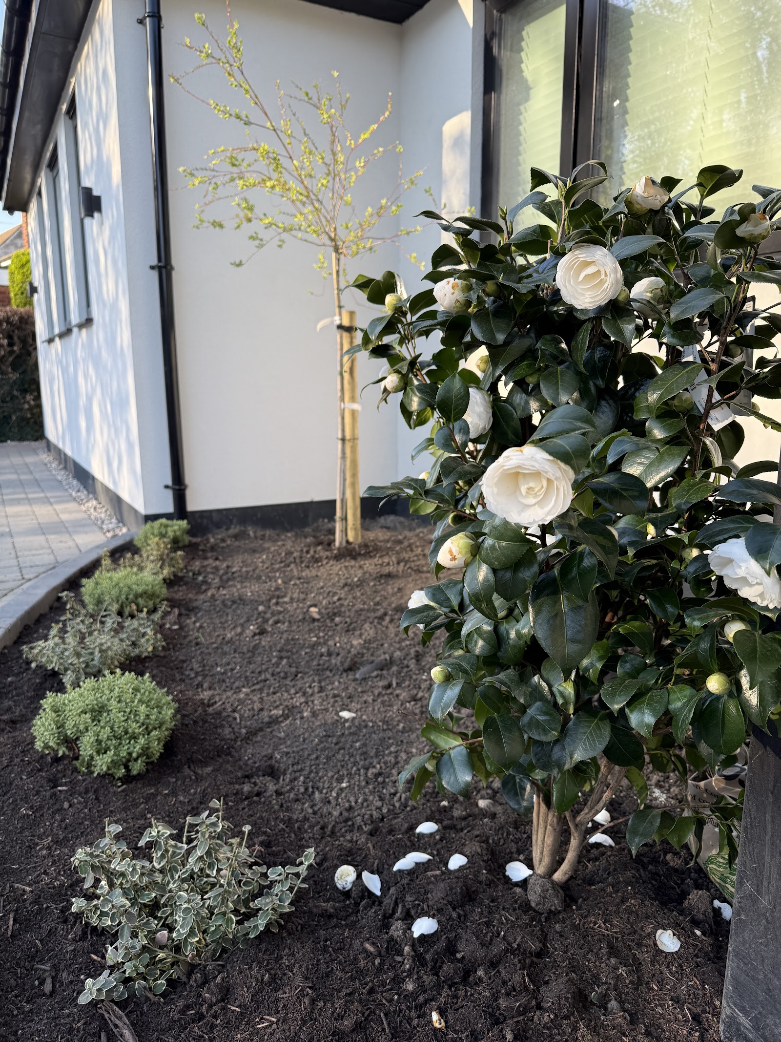 A freshly prepared border against a white rendered house, planted with a standard white camellia, a multi-stem specimen tree and clipped evergreen shapes — the bones of a scheme going in.