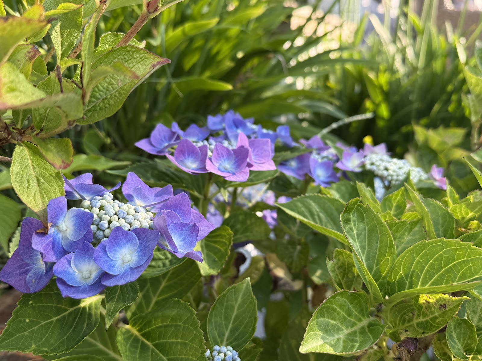 A planting palette that worked perfectly